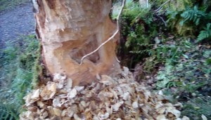 beavers leave their impression on a tree trunk